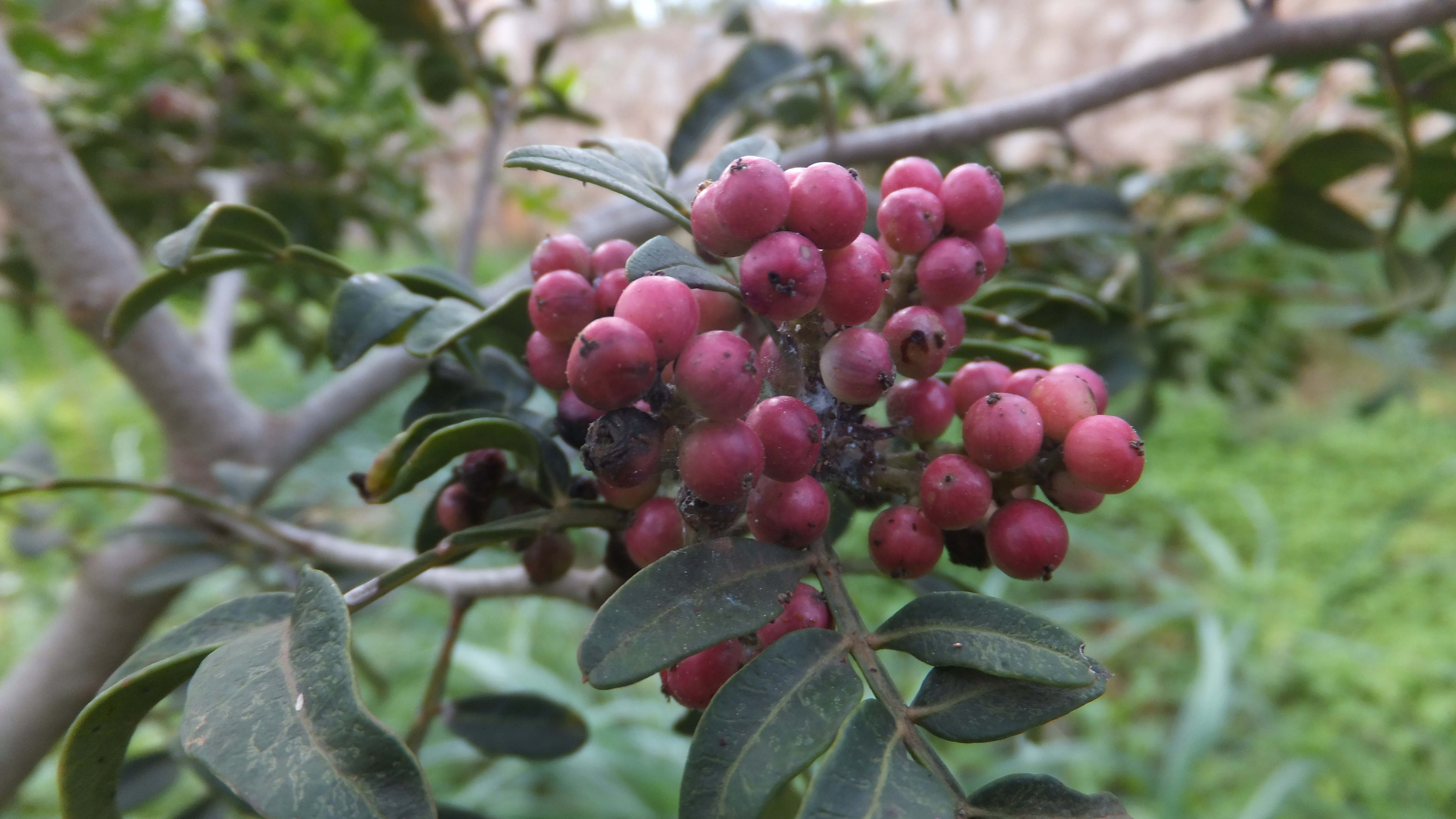 "La perseverancia es lo que convierte los fracasos en triunfos", QuillBot #CalaDor