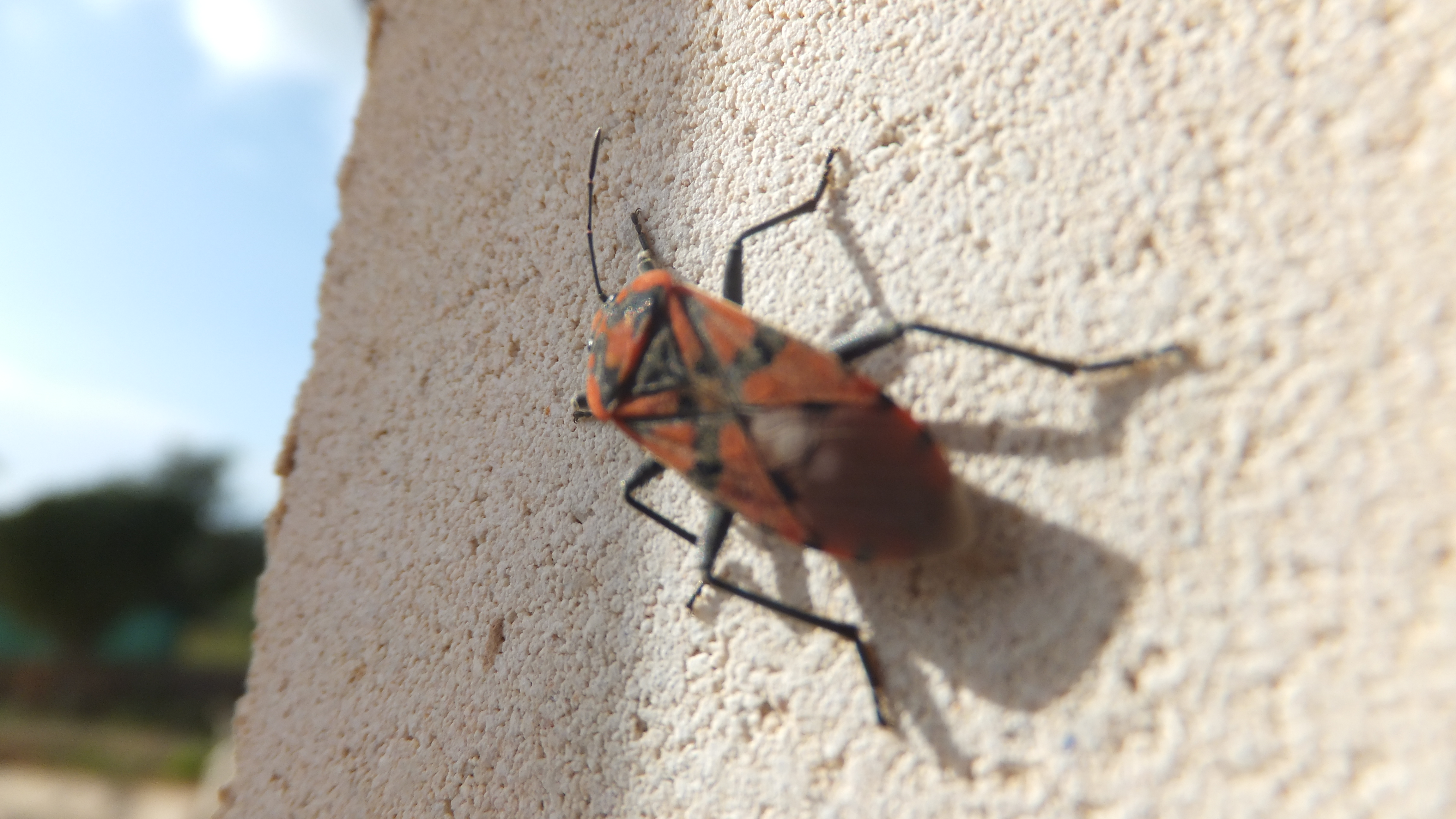 "Lo que haces hoy define el éxito que tendrás mañana", QuillBot #CalaSantanyi